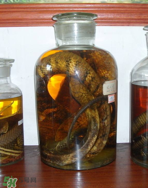 毒蛇泡酒多久才能喝？毒蛇泡酒多久才會死？