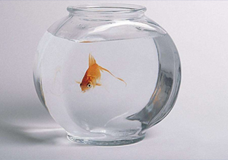 凈化水可以養(yǎng)魚嗎？凈化水可以沖奶粉嗎