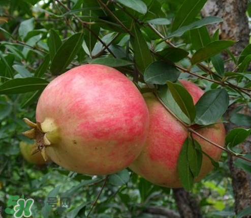 突尼斯石榴哪里產(chǎn)？突尼斯軟籽石榴產(chǎn)地