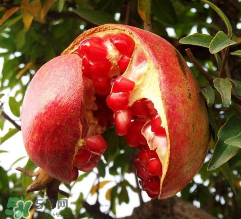 突尼斯石榴哪里產(chǎn)？突尼斯軟籽石榴產(chǎn)地