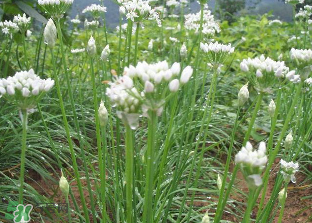 韭菜籽泡水喝有效果嗎？韭菜籽能直接泡水喝嗎？