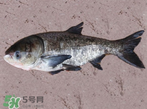 花鰱魚是海鮮嗎？花鰱魚是淡水魚嗎