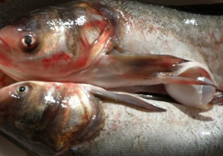 花鰱魚是海鮮嗎？花鰱魚是淡水魚嗎