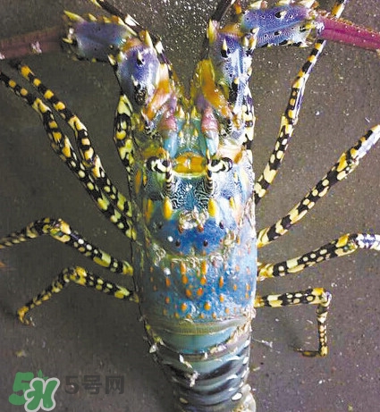 中華錦繡龍蝦可以養(yǎng)殖嗎？中華錦繡龍蝦有毒嗎