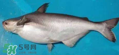 巴沙魚是淡水魚還是海魚？巴沙魚為什么沒有刺