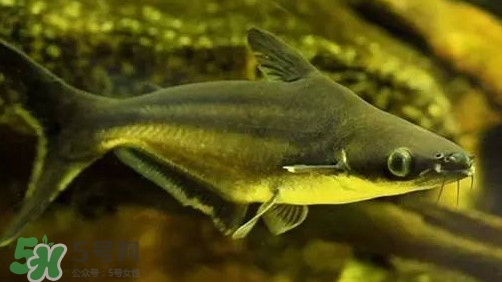 巴沙魚為什么不能吃？巴沙魚多少錢一斤
