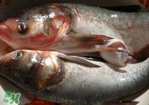 花鰱魚是海鮮嗎？花鰱魚是淡水魚嗎
