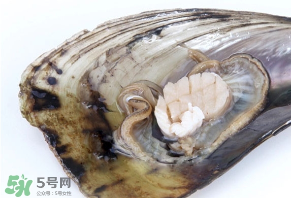 帶子是扇貝嗎？帶子和扇貝哪個(gè)好吃