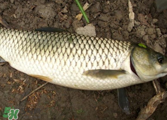 黑魚和草魚哪個好吃？黑魚不適合什么人吃