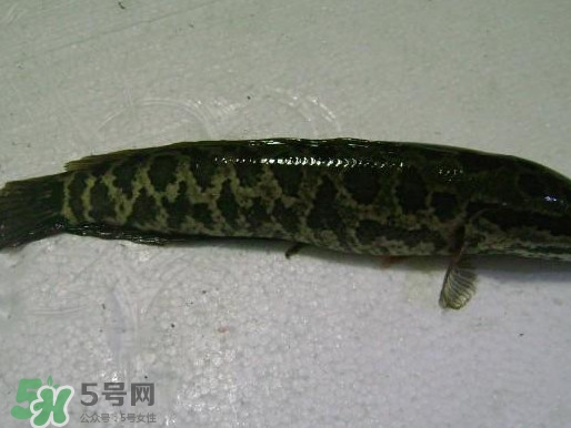 黑魚厲害還是鯰魚厲害？黑魚是世界上最臟的魚