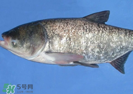 花鰱魚是海鮮嗎？花鰱魚是淡水魚嗎