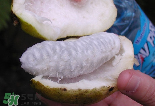 八月炸是什么水果？八月炸果多少錢(qián)一斤2017