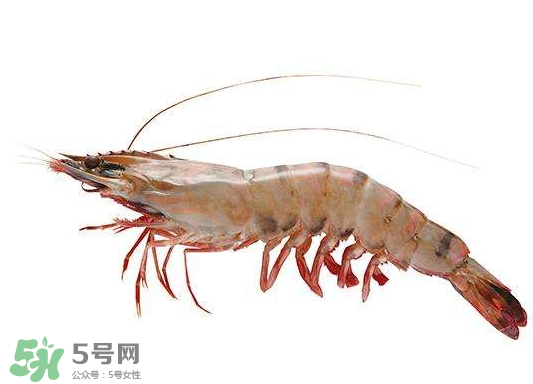 明蝦是海蝦還是河蝦？明蝦是什么蝦？