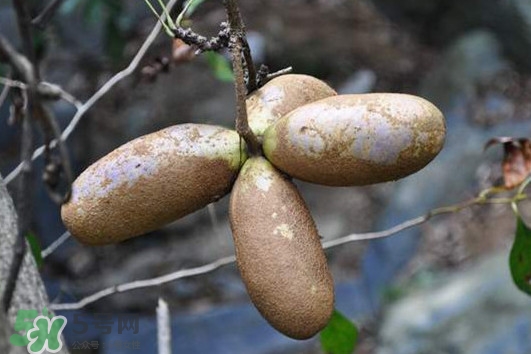 預(yù)知子怎么吃？預(yù)知子作用和功效是什么