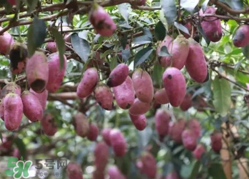 八月瓜能吃嗎？八月瓜到底有什么價(jià)值？