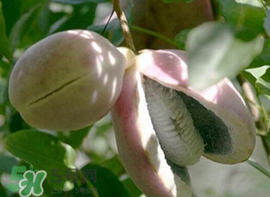 八月瓜適合哪里種植？八月瓜的種植技術(shù)