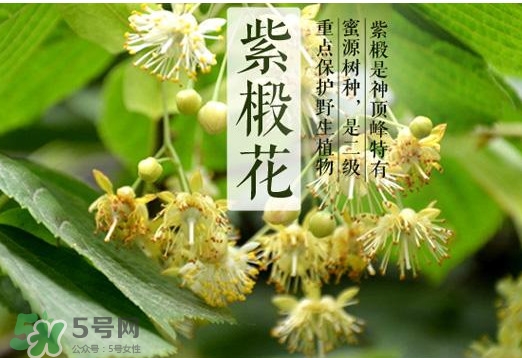 椴樹蜜多少錢一斤？椴樹蜜的功效與作用
