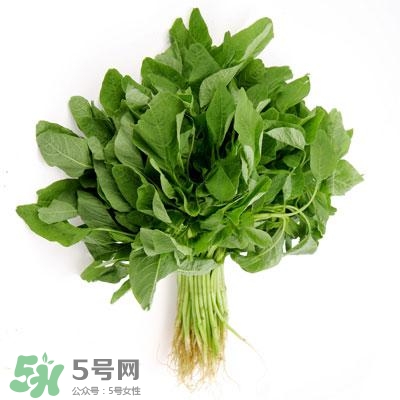 寶寶輔食可以吃哪些蔬菜？寶寶吃蔬菜泥的最佳時間