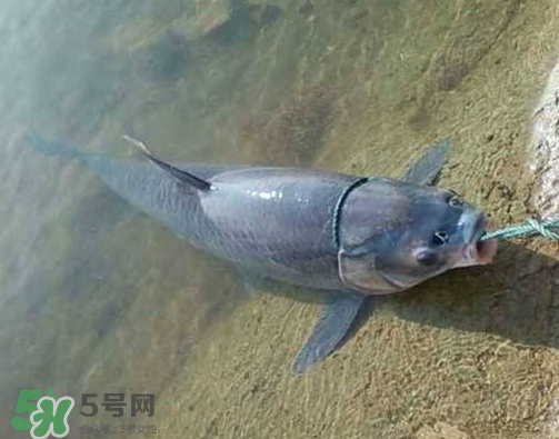 青魚怎么釣？釣青魚用什么餌料最好？