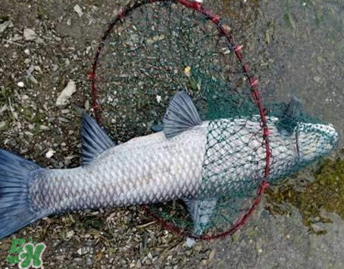 青魚怎么釣？釣青魚用什么餌料最好？