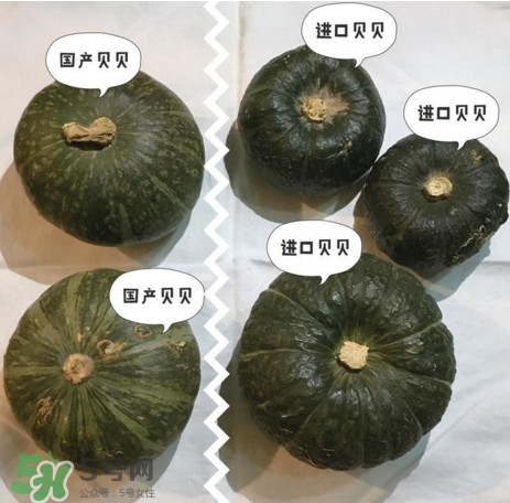 貝貝南瓜怎么挑選？貝貝南瓜有假的嗎