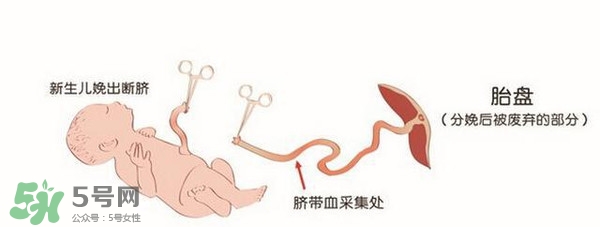 臍帶血有必要保存嗎？臍帶血有什么用？