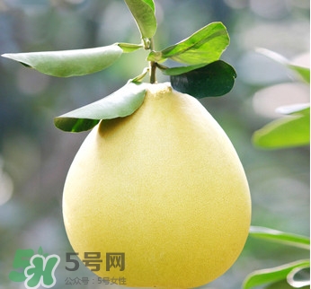 紅心蜜柚是不是轉基因？蜜柚是哪個地方的特產