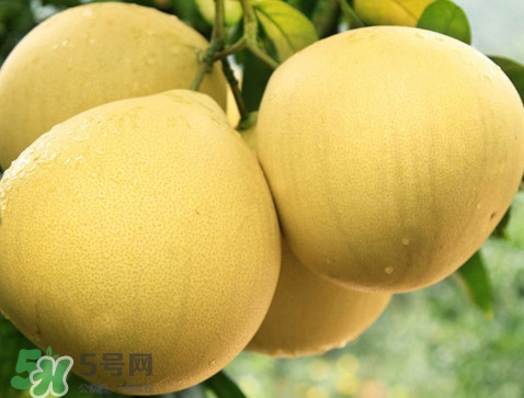蜜柚怎么挑選？蜜柚怎么保存