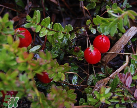 蔓越莓干熱量高嗎？蔓越莓干和新鮮蔓越莓營(yíng)養(yǎng)價(jià)值的區(qū)別