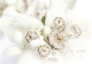 Siin雪絨花孕婦可以用嗎？Siin雪絨花護(hù)膚品孕婦合適嗎？