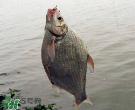 武昌魚(yú)怎么釣？釣武昌魚(yú)用什么餌料？