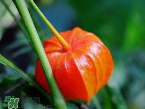 紅姑娘能治療糖尿病嗎？紅姑娘能治什么??？