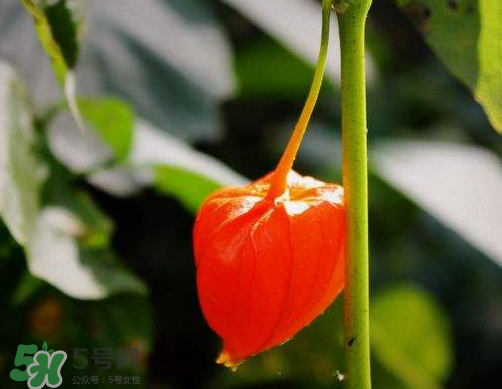 紅姑娘能治療糖尿病嗎？紅姑娘能治什么??？
