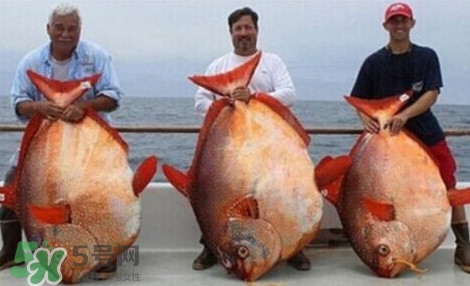 月亮魚是什么魚？月亮魚能吃嗎