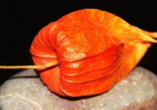 紅姑娘皮泡水治咽炎嗎？紅姑娘皮泡水的副作用