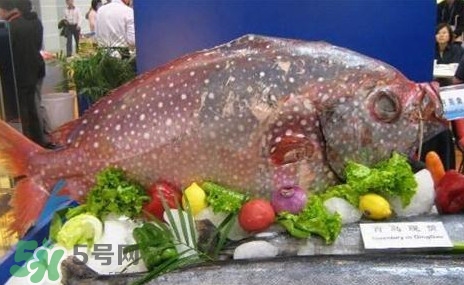 月亮魚是什么魚？月亮魚能吃嗎