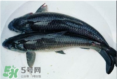 鯇魚和草魚哪個好吃？鯇魚和草魚的區(qū)別