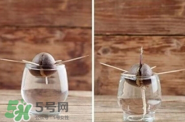 牛油果核能吃嗎？牛油果核怎么種盆栽？