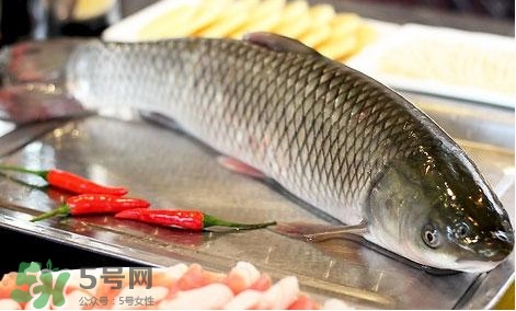 鯇魚和草魚哪個好吃？鯇魚和草魚的區(qū)別