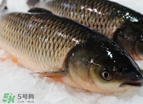 鯇魚是什么魚？鯇魚是怎樣來的