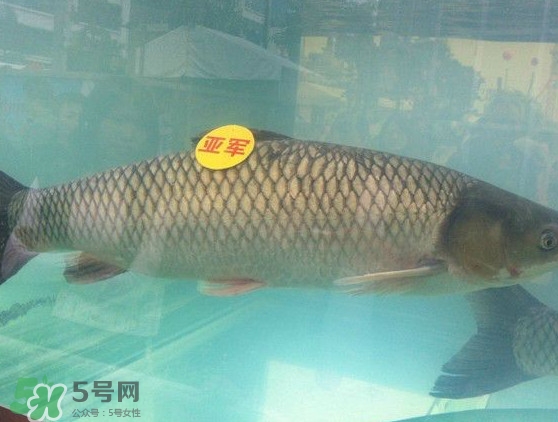 脆肉鯇是什么魚(yú)？脆肉鯇口感為什么是脆的
