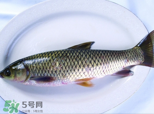 鯇魚是什么魚？鯇魚是怎樣來的