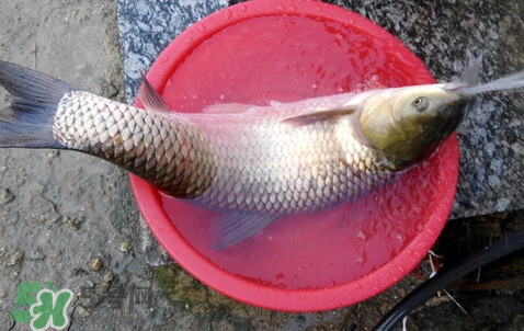 釣鯇魚(yú)用什么魚(yú)餌？鯇魚(yú)怎么做好吃