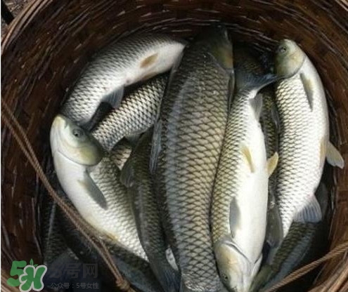 鯇魚和草魚哪個好吃？鯇魚和草魚的區(qū)別