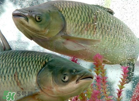 脆肉鯇吃什么的？脆肉鯇和皖魚有什么區(qū)別