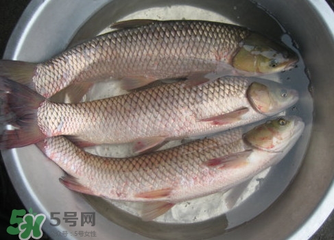 鯇魚是什么魚？鯇魚是怎樣來的