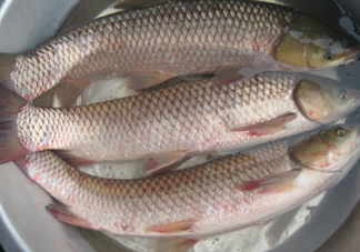 鯇魚是什么魚？鯇魚是怎樣來的