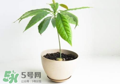 牛油果核能吃嗎？牛油果核怎么種盆栽？