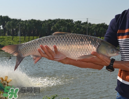 草魚怎么養(yǎng)殖成脆肉鯇？脆肉鯇養(yǎng)殖條件及技術(shù)