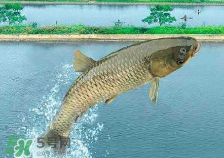 脆肉鯇是什么魚(yú)？脆肉鯇口感為什么是脆的